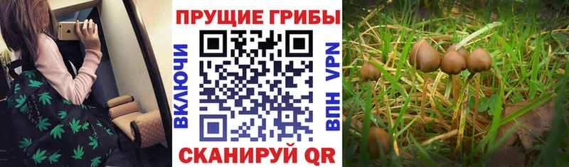 Галлюциногенные грибы прущие грибы  нарко площадка клад  Бердск 